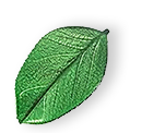 /wp-content/uploads/2025/07/floating_leaf_01.png